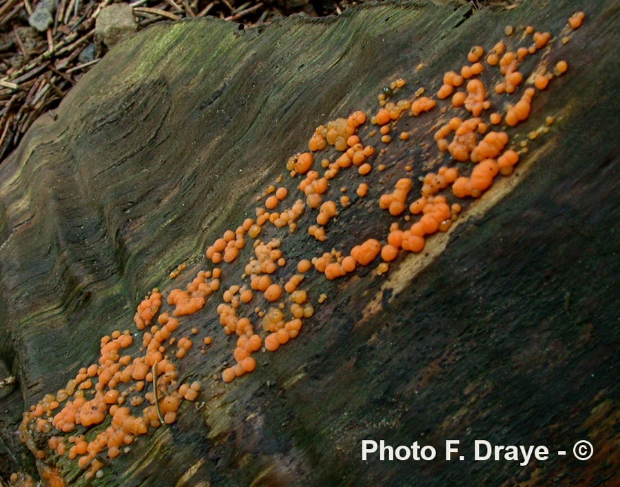 Dacrymyces stillatus